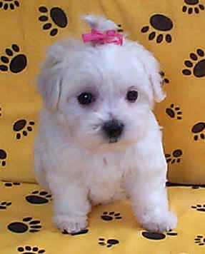 Shih Tzu Puppy Shih Tzu Puppy